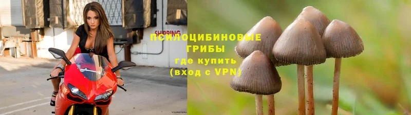 Псилоцибиновые грибы Psilocybine cubensis  кракен ССЫЛКА  Чебоксары 